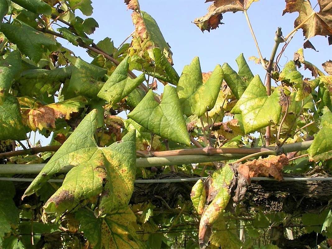 Immagine di Vite con Flavescenza dorata
